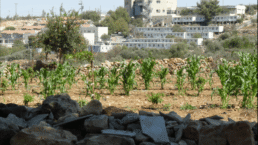 jerusalem est volontaire français défap en cisjordanie