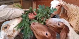 Tunisie volontariat de solidarit&eacute; internationale ATAE &eacute;cologie